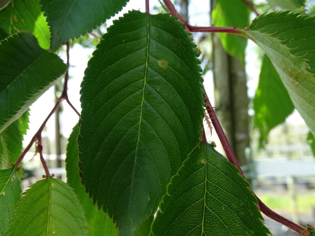 Prunus ‘Accolade’