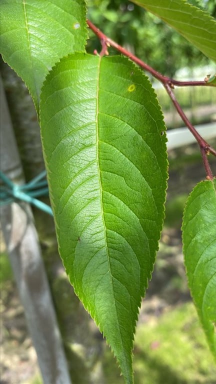 Prunus ‘Accolade’