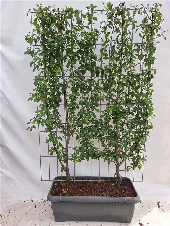 Prunus d. ‘Opal’