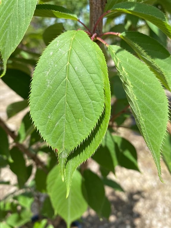 Prunus ser. ‘Kanzan’