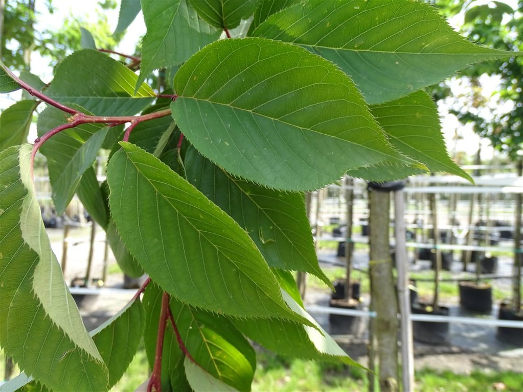 Prunus ser. ‘Kanzan’