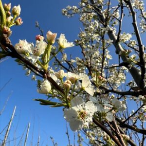 Pyrus calleryana ‘Chanticleer’