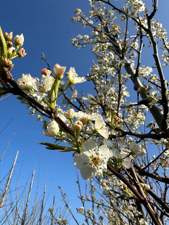 Pyrus calleryana ‘Chanticleer’