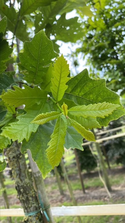 Quercus bimundorum ‘Crimschmidt’