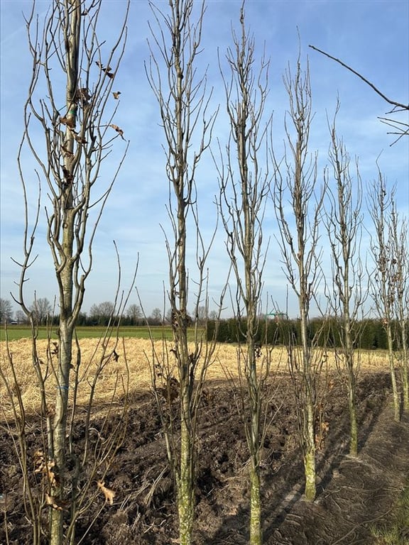 Quercus palustris ‘Green Pillar’