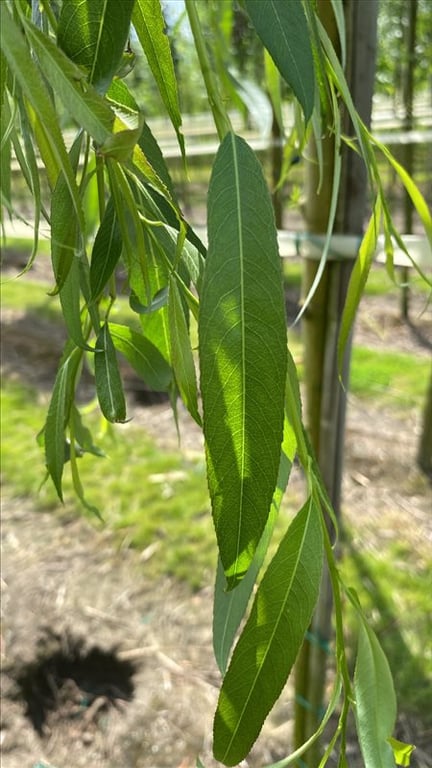 Salix sepulcralis ‘Chrysocoma’