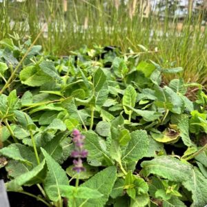 Salvia nem. ‘Mainacht’