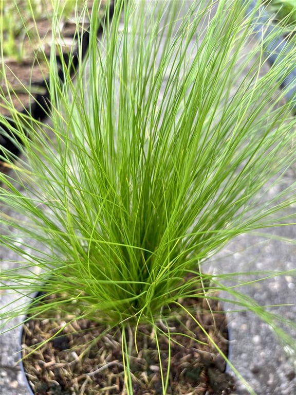 Stipa tenuissima