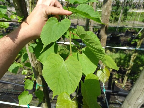 Tilia cordata