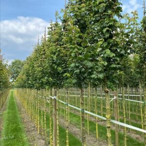 Acer campestre ‘Lienco’