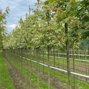 Acer plat. ‘Drummondii’