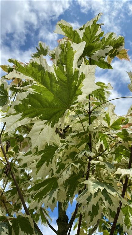 Acer plat. ‘Drummondii’