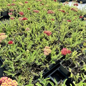 Achillea m. ‘Paprika’