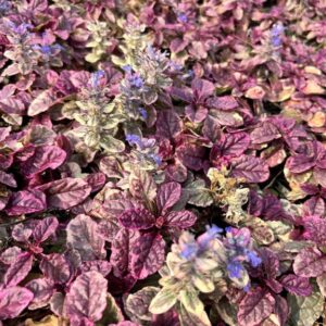 Ajuga reptans ‘Burgundy Glow’