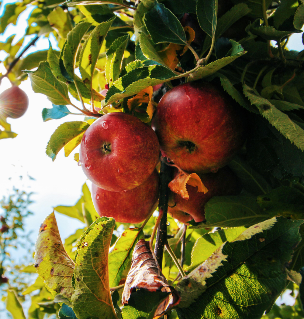 appelbomen