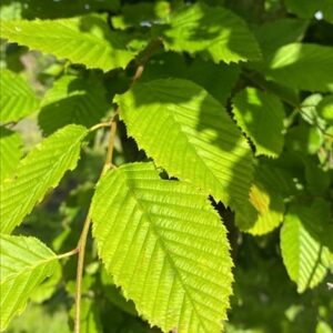 Carpinus betulus