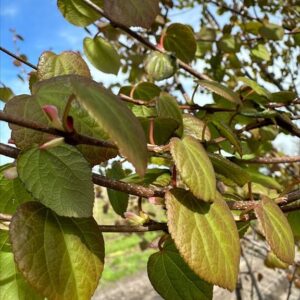 Cercidiphyllum japonicum