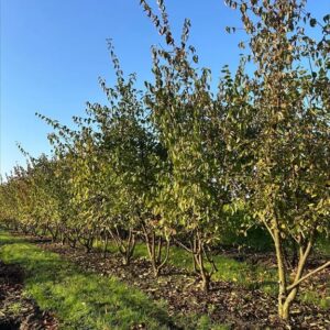 Cornus mas