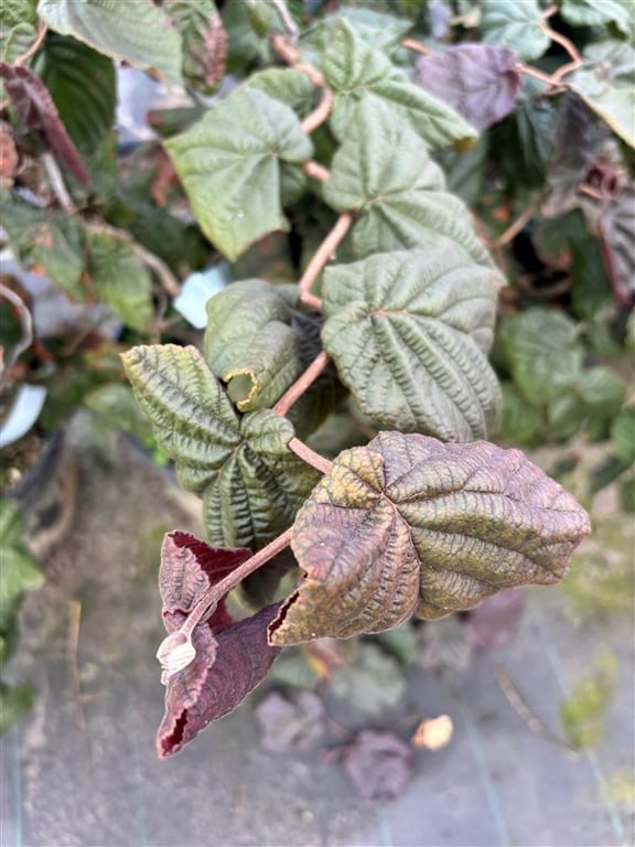 Corylus ‘Red Majestic’