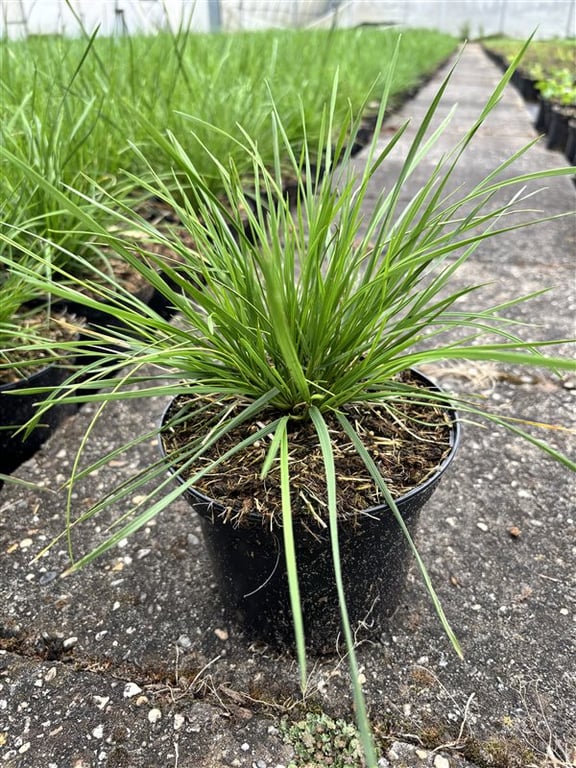 Deschampsia cesp. ‘Goldschleier’