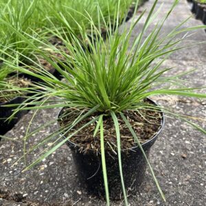 Deschampsia cesp. ‘Goldschleier’