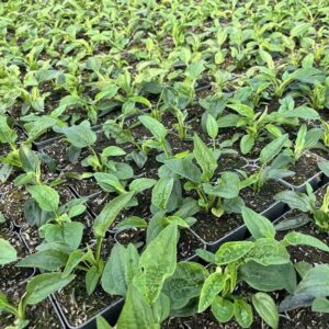 Echinacea ‘Mellow Yellows’