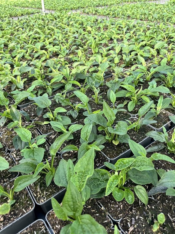 Echinacea ‘Mellow Yellows’