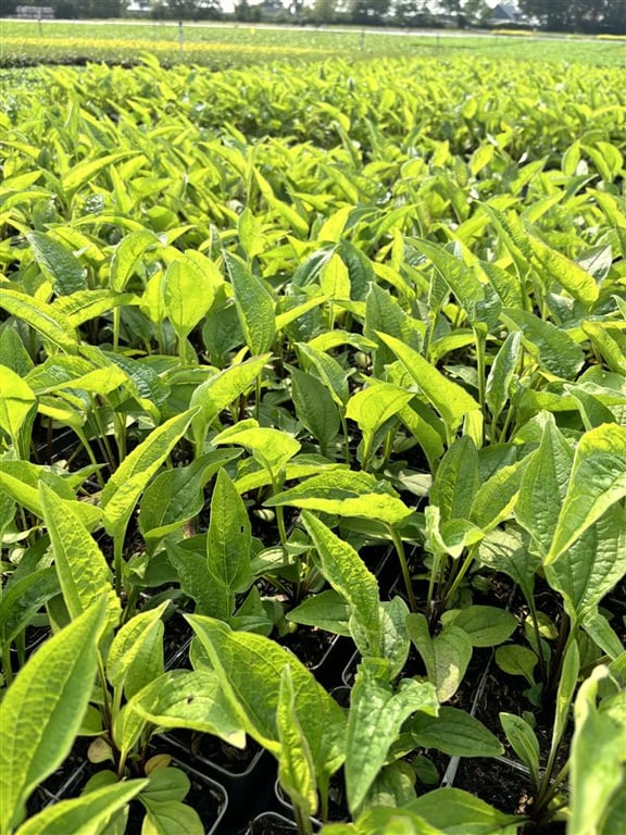 Echinacea purpurea