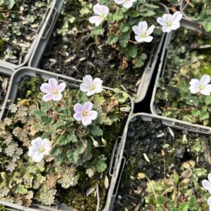 Erodium reichardii ‘Album’