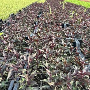 Eupatorium rugosum ‘Chocolate’