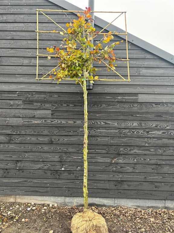 Fagus syl. ‘Atropunicea’