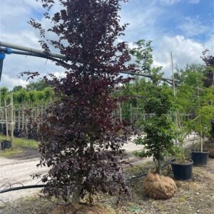 Fagus syl. ‘Atropunicea’