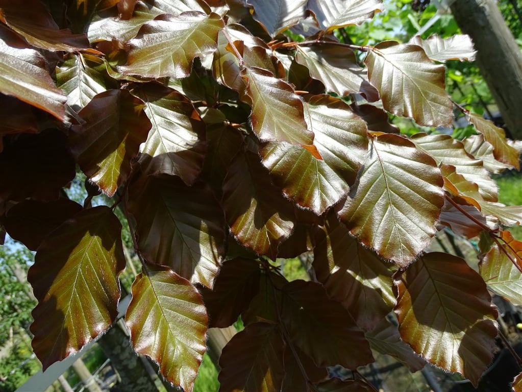 Fagus syl. ‘Atropunicea’