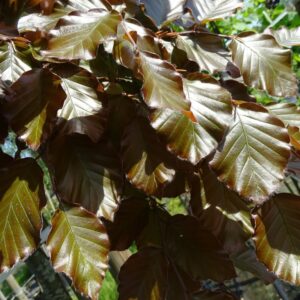 Fagus syl. ‘Atropunicea’