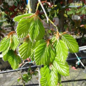 Fagus syl. ‘Bornyensis’