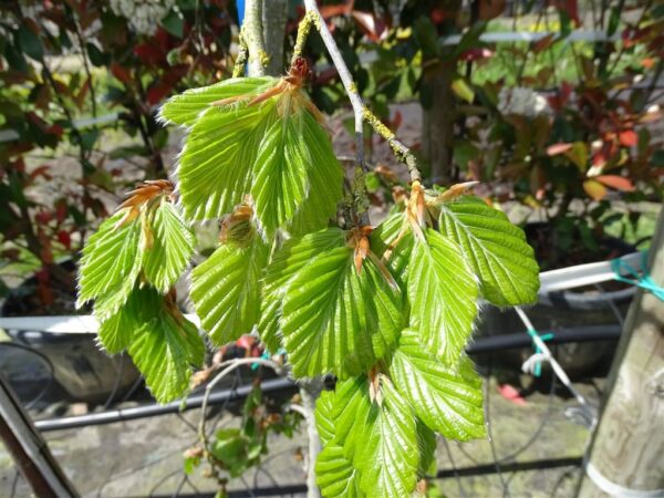 Fagus syl. ‘Bornyensis’