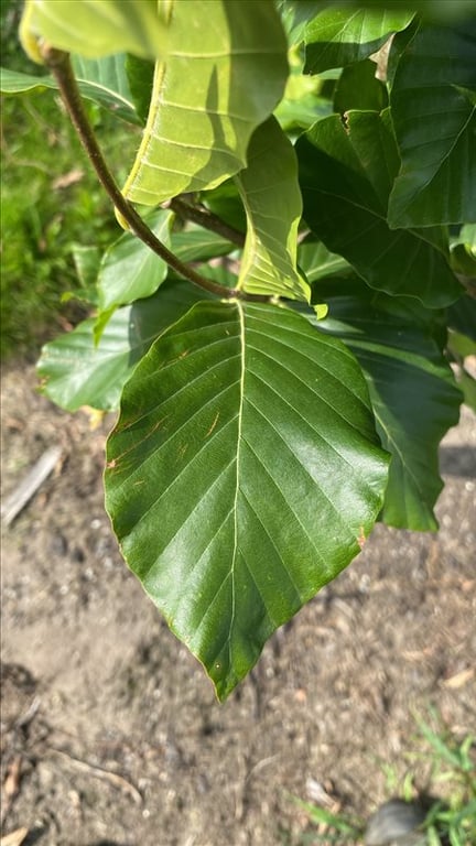 Fagus syl. ‘Dawyck’