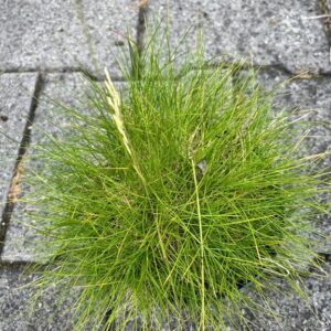 Festuca gautieri