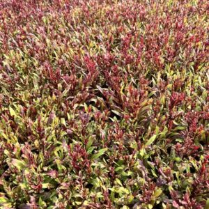 Gaura l. Gaudi Red