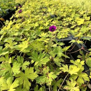 Geranium ‘Ann Folkard’