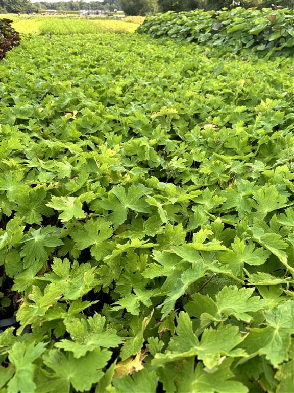 Geranium phaeum