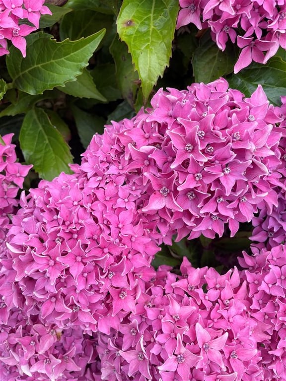 Hydrangea m. ‘Alpenglühen’