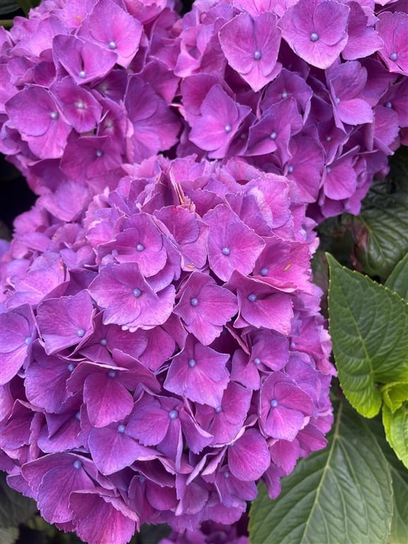 Hydrangea m. ‘Sibilla’