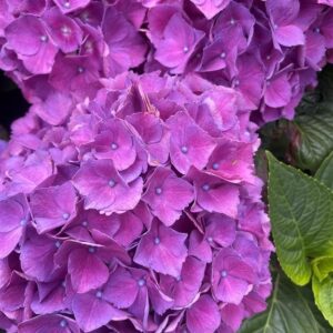 Hydrangea m. ‘Sibilla’