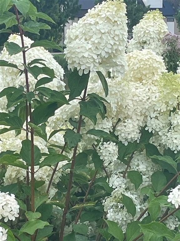 Hydrangea pan. ‘Limelight’