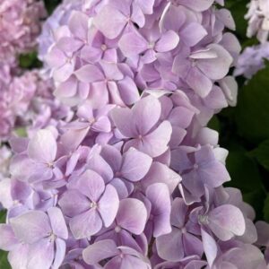 Hydrangea s. ‘Preziosa’