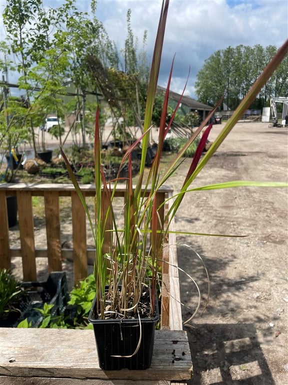 Imperata cylindrica ‘Red Baron’