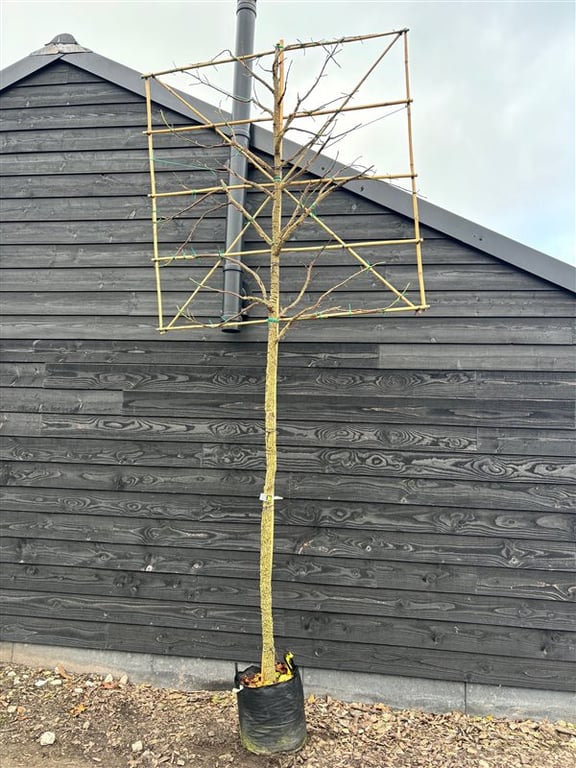 Liquidambar s. ‘Kuijck Street’