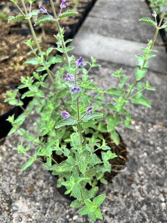 Nepeta ‘Walker’s Low’