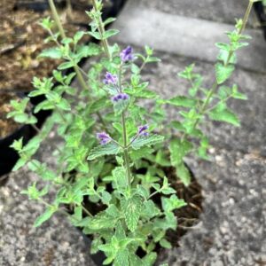 Nepeta ‘Walker’s Low’